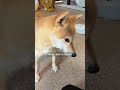 柴犬と暮らすと９割の人は絶対すること　【#390 】 #柴犬 #柴犬との暮らし