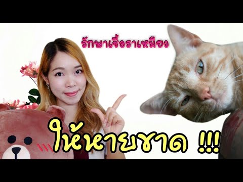 วีดีโอ: วิธีรักษาเชื้อราที่ผิวหนังแมว Cat