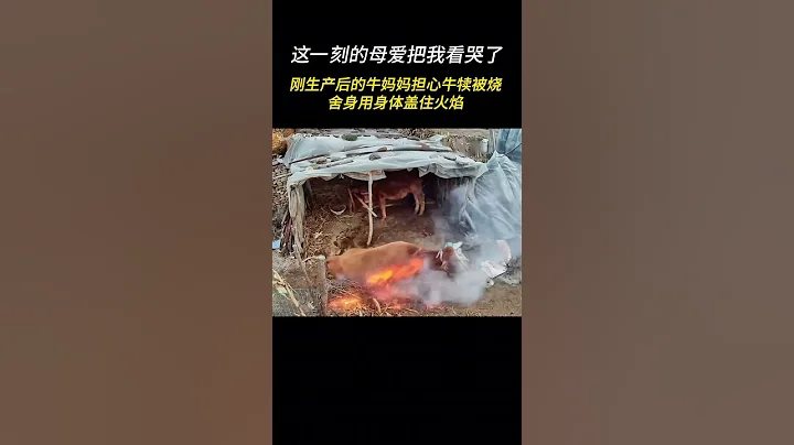 A Mother's Love: Brave Cow Protects Newborn Calf from Fire