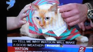 Watson The Weather Cat - KATU News - First Appearance