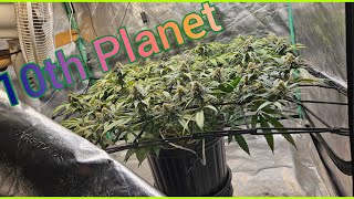 10th Planet week 5 of flower - The Friendly Grower