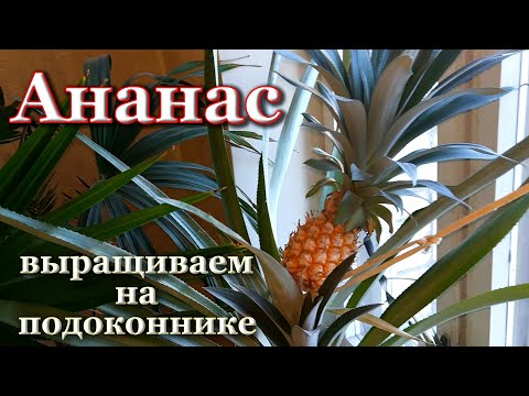 Выращивание ананасов дома. Собираем 1-й урожай ананасов. Как отделить и укоренить коронку ананаса.