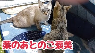 苦い薬を飲んだ後に毛づくろいしてヨシヨシしてあげる母猫