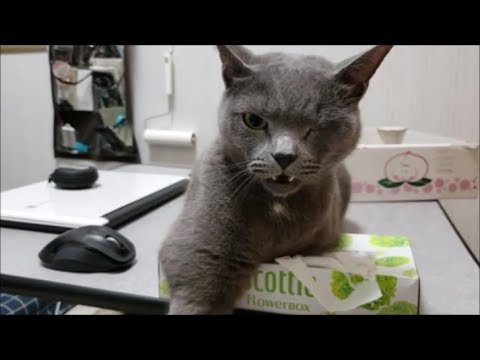 凶悪猫とティッシュ奪い合いの抗争！ ～主の手は傷だらけ～ - YouTube