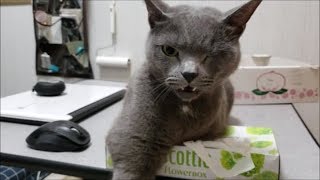 凶悪猫とティッシュ奪い合いの抗争！ ～主の手は傷だらけ～