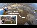One-Eyed Snook in Blind Pass to Backcountry Snook and Redfish | Plus a Hungry Manatee!