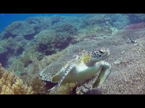 Turtles starting @ 6:20! Diving at Rock Point East - Apo Island, February 2019