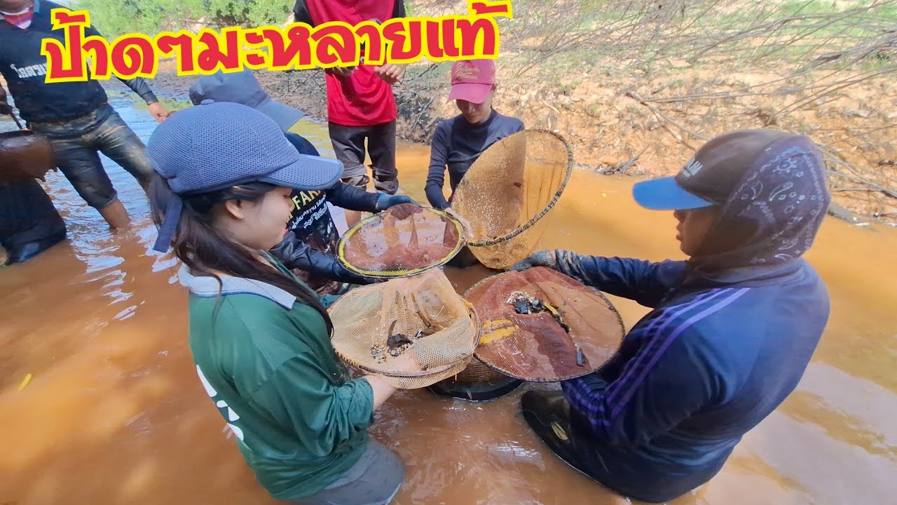 มาหลายคนแฮงม่วนคัก ปลารากกล้วยมีแต่ตัวงามๆ 20ก.พ.69