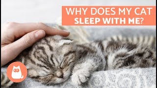 Why Does My Cat Sleep With Me?  5 Reasons You’ll Love to Know