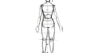 Basic Proportions- Women