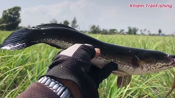 Câu cá lóc Tân Phú Đông Tập #31/khiemtranfishing