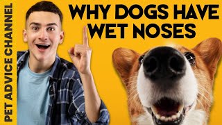 Why are dogs noses wet - 4 reasons by Pet Advice Channel 83 views 1 year ago 5 minutes, 16 seconds