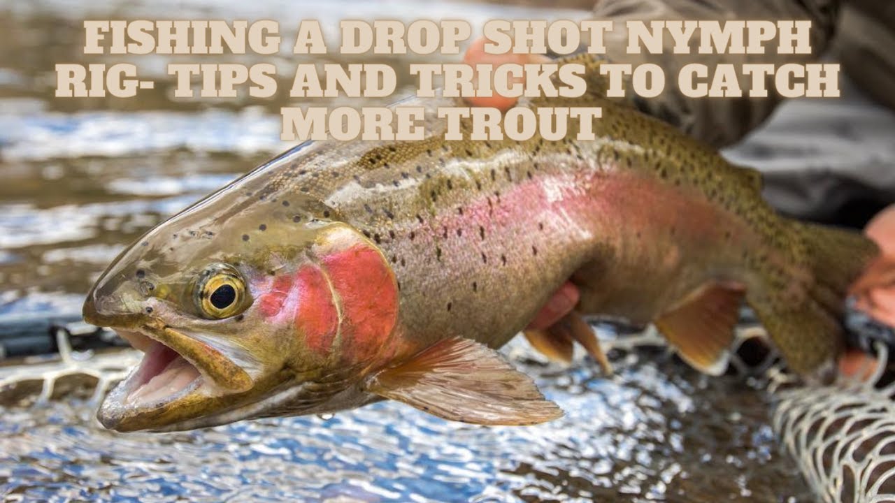 Fishing a Drop Shot Nymph Rig- Tips and Tricks to Catch More Trout