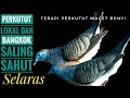 Suara Perkutut Lokal Dan Bangkok Saling Sahut Cocok Untuk Terapi Perkutut Yang Macet Bunyi Mp3 - Mp4 Download