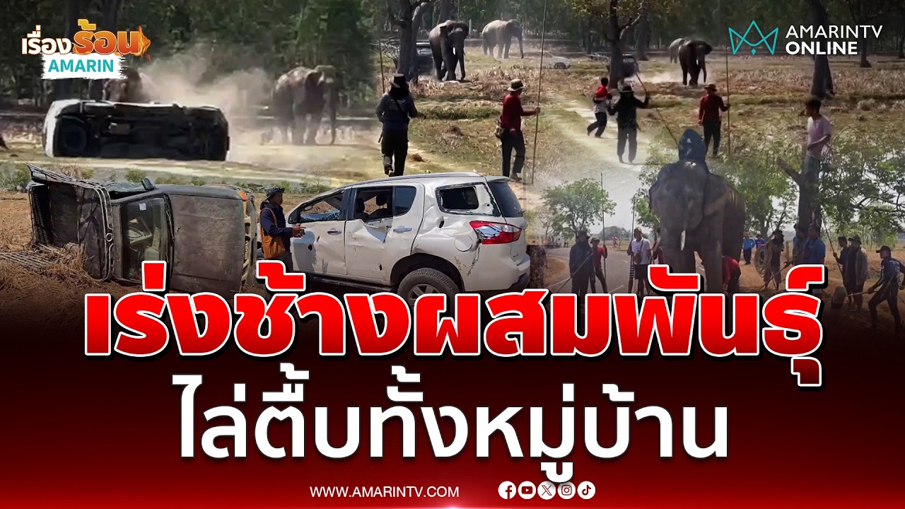 ระทึก! เร่งช้างผสมพันธุ์ ไล่ตื้บทั้งหมู่บ้าน | เรื่องร้อนอมรินทร์