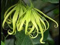 Chanel No5 and the story of Ylang-Ylang