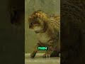 Why don't cats like water? #catbehavior #catfacts #catjump #cats #catsofinstagram #whydocatsknead