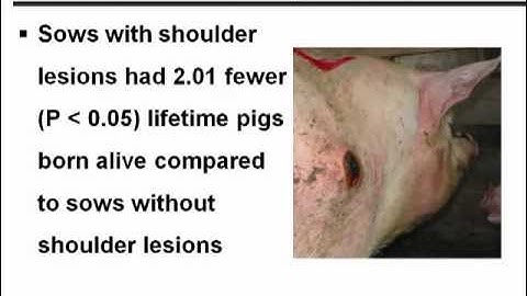 Dr. Ken Stalder - Genetic and Management Methods to Improve Reproductive Efficiency in Sows