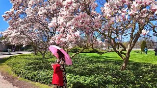 Niagara Falls Canada 4K🇨🇦 Magnolia Alley Blossoms 2024 by Lvfree Adventures 2,224 views 3 weeks ago 8 minutes, 13 seconds
