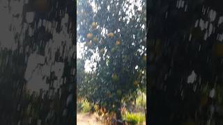 Orange and Nartjie citrus tree farming on 2 hectares #cityrootsharvest