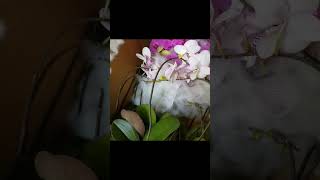 Welcome 2023 Sdanle Koleksi Bunga Anggrek Bulan Premium Tahun Ini