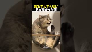 思わずえずくほど足が臭かった猫