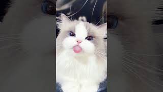 Imut Bgtt Siih Cingfansalisha cat fyourpage