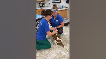 Microchip Application