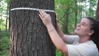 Tree Benefits Calculator at West Meadow