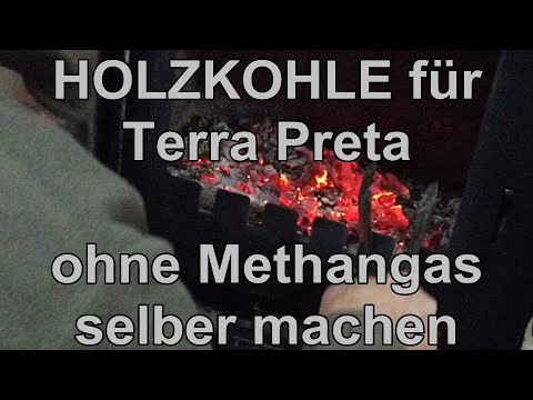 genolia dngen immergrner Kirschlorbeer Genolia