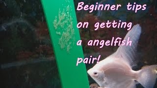How to get a angelfish pair. Tips for beginners