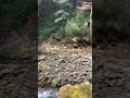 Amazing sound of waterfalls#shor#viral#falls