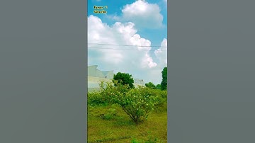 New trending 🌾,village nature #villageculture #nature #new #trending #viral #villagevlog