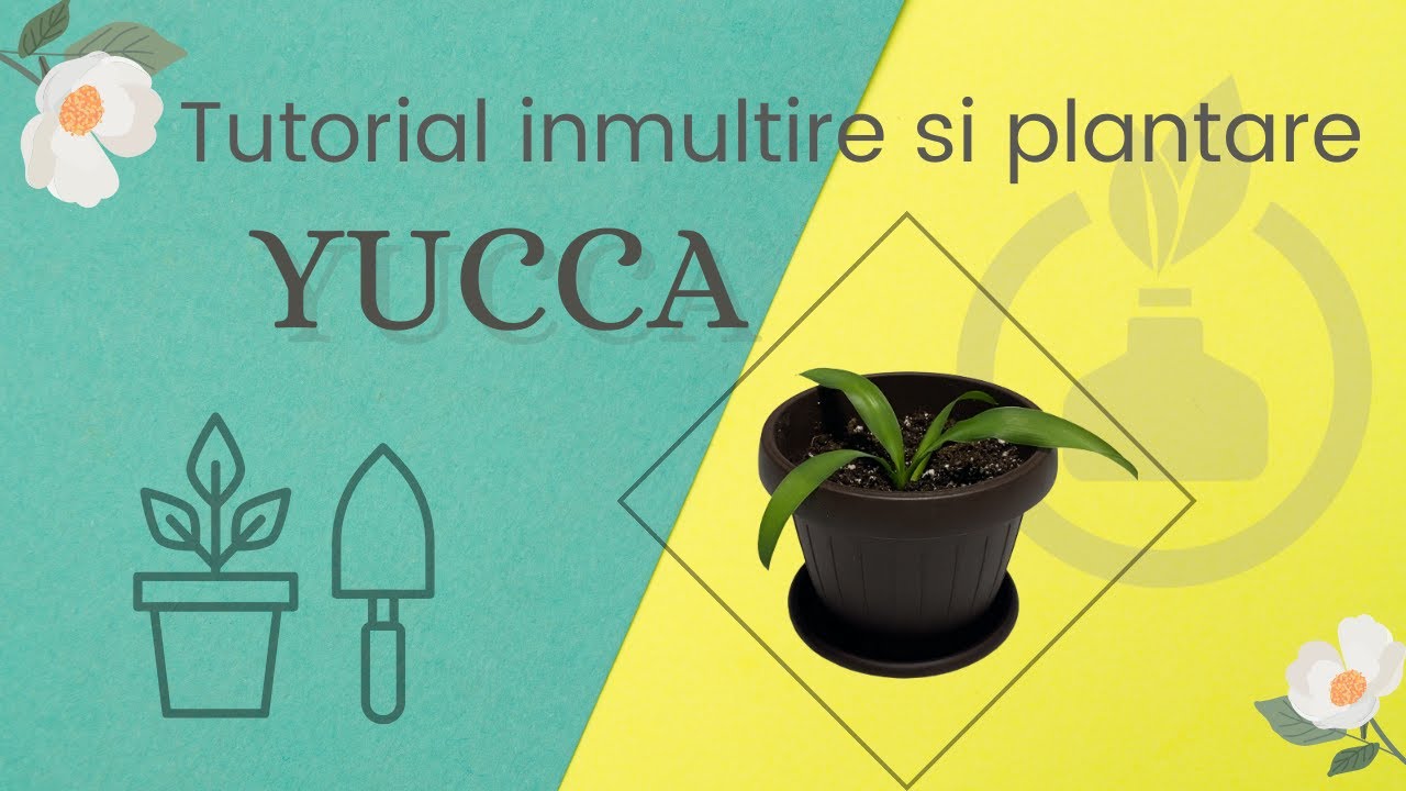 Tutorial inmultire si plantare Yucca | Comunitatea Botanistii