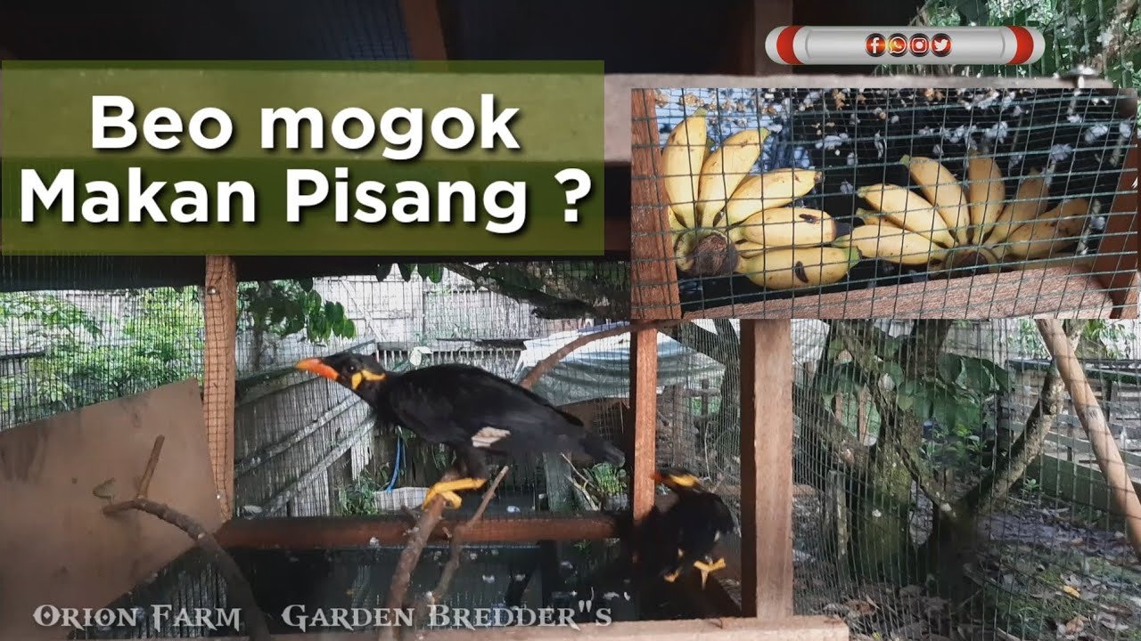 Burung beo /Tiung malah mogok makan pisang nih 