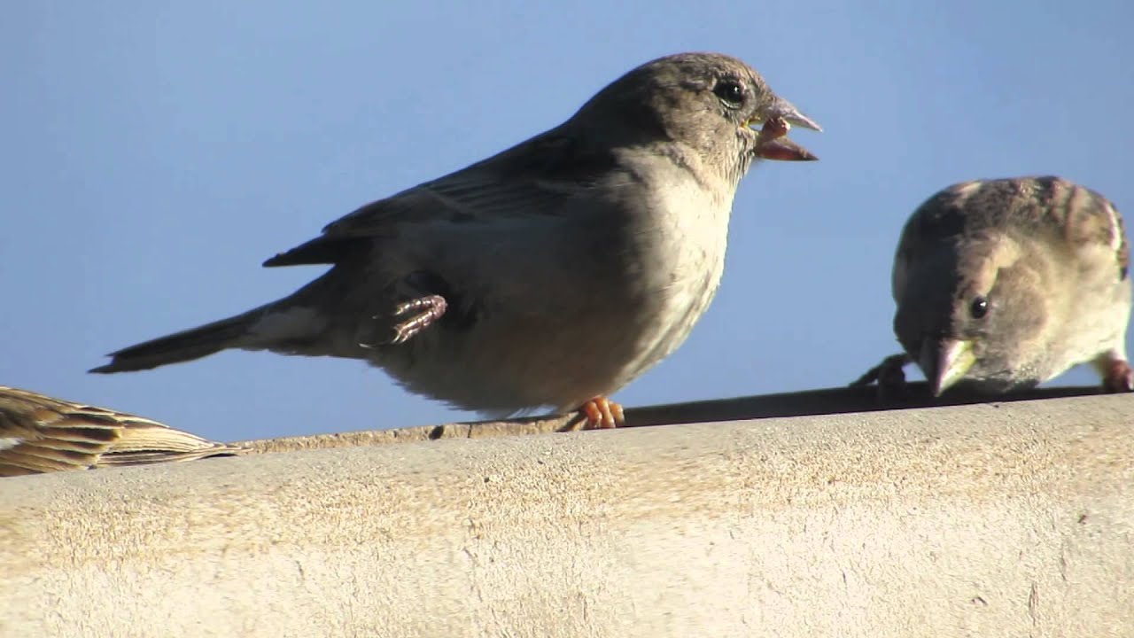 Observations of a sparrow with one broken leg - YouTube