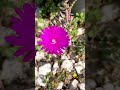 Spunta ancora qualche fiorellino 🍁🌱⚘🍂