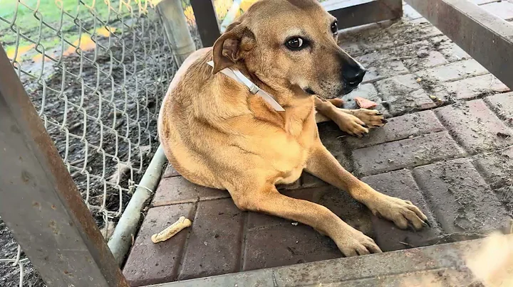 A2047498 Honey (bio)