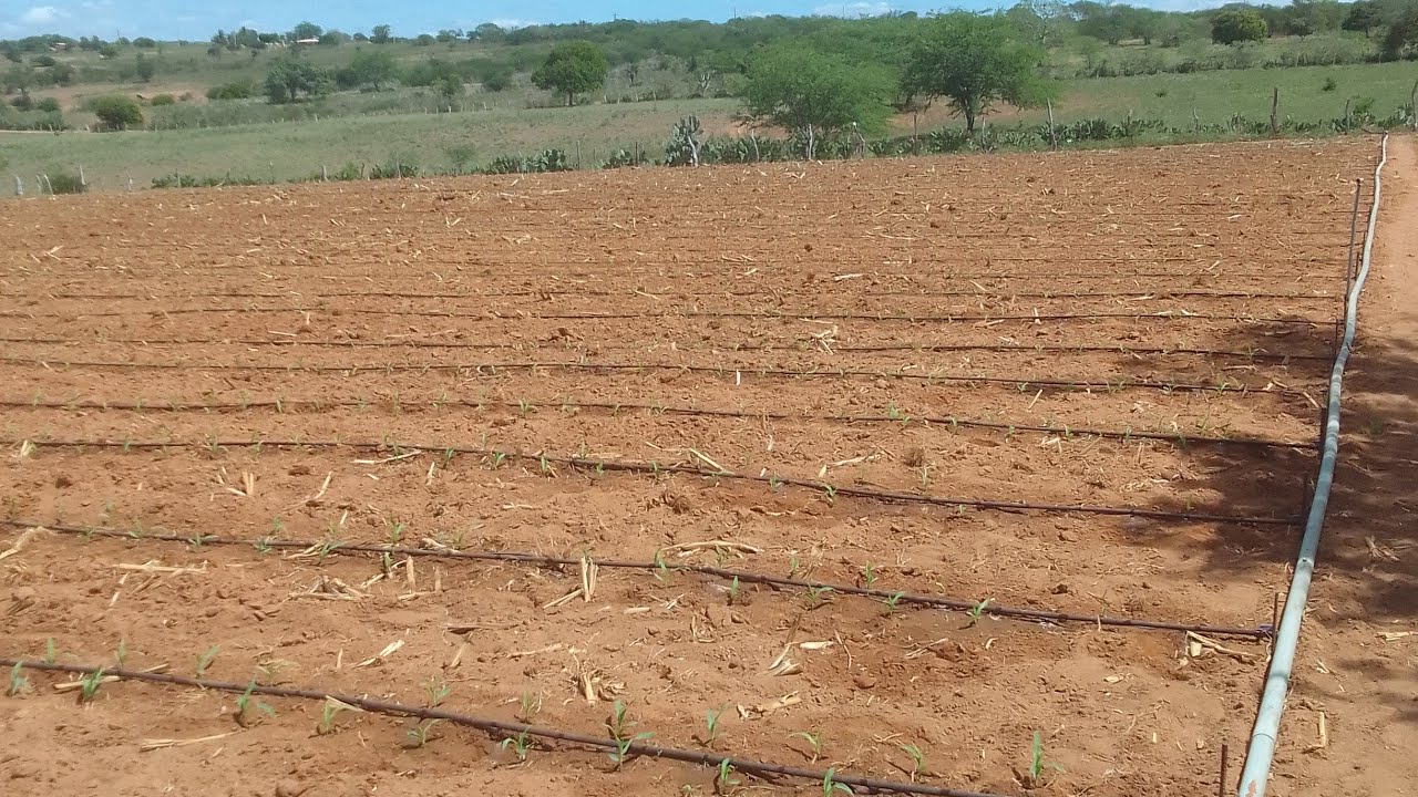 PLANTEI UM HECTARE DE MILHO IRRIGADO.