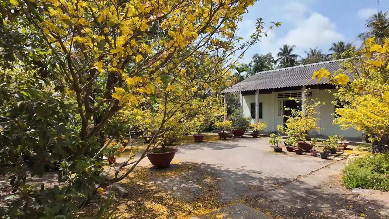 Con đường xưa cũ phủ bóng dừa buồn hiu ở Tắc Cậu An Giang