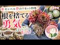 センペル 今やらないと夏にダメになります!【多肉植物】290