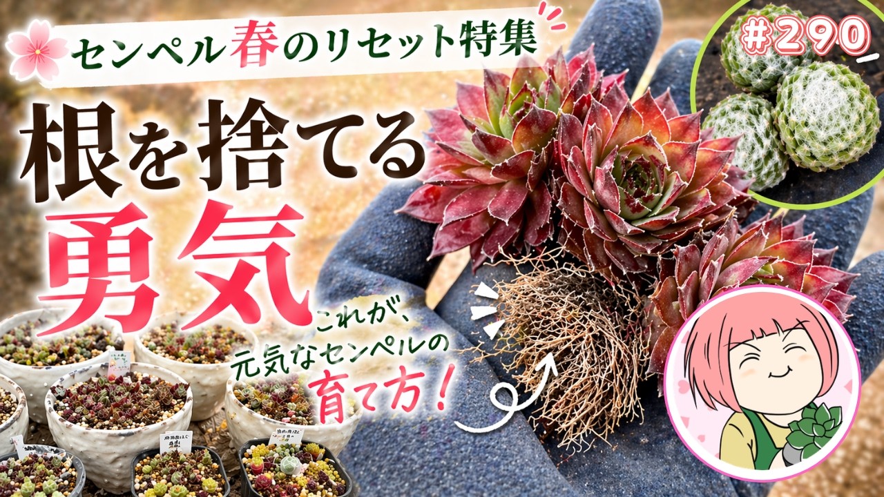 センペル 今やらないと夏にダメになります!【多肉植物】290