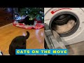 Cats On The Move - Cats Being Cats