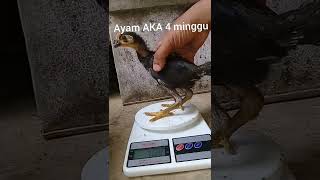 Perbandingan Ayam Elba Aka Dan Kub Umur 4 Minggu
