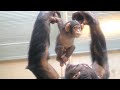 生まれてきた大切な命✨フルトの赤ちゃん（Precious life born ✨Furt Baby）　旭山動物園　チンパンジー　202209