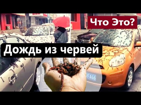 Дождь из Червей В Китае!! Назвали Причину!! Это Шок!