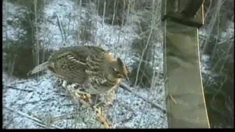 Bob Bearmans Hunting Buddy