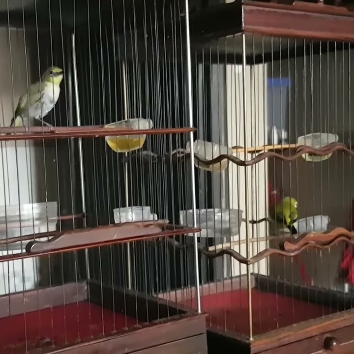 pleci buxtoni nembak sejalur