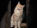 Maine Coon Cats #mainecoonturk #mcocattery #bigcats