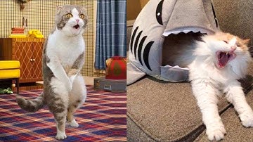 Try Not To Laugh or Grin While Watching Funny Animals Compilation #33